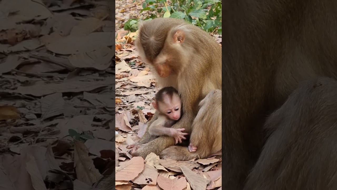 Blind young mom too much take care newborn baby monkey Lilo