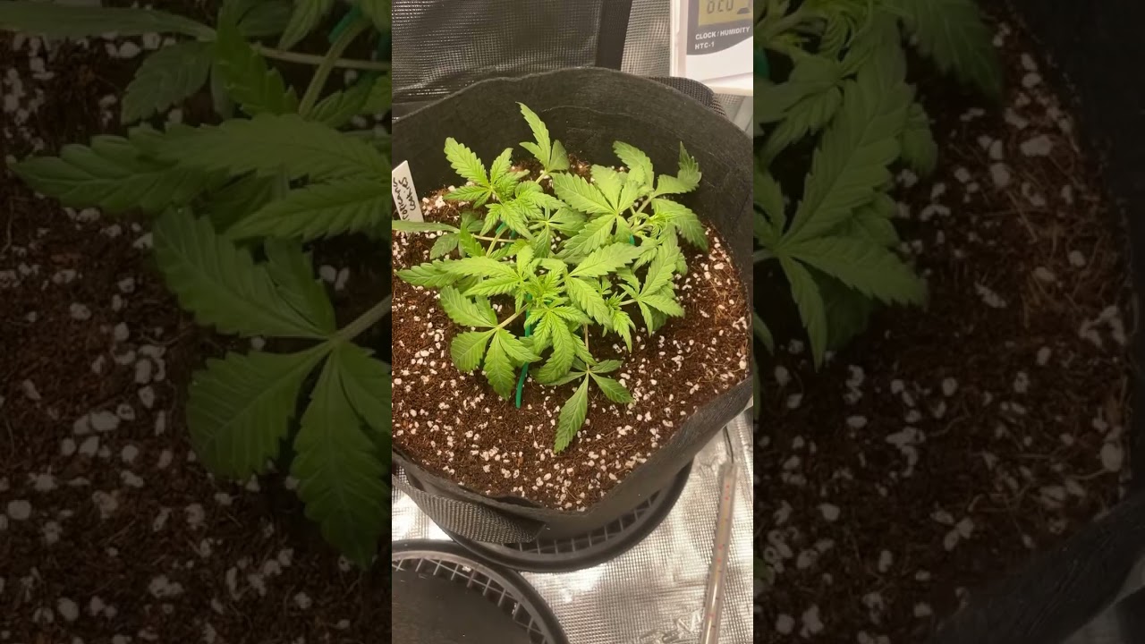 UPDATE!!!#autoflowers#fastbuds#420#medical#educational#lotusnutrients#marshydro#plants#gardening#lst