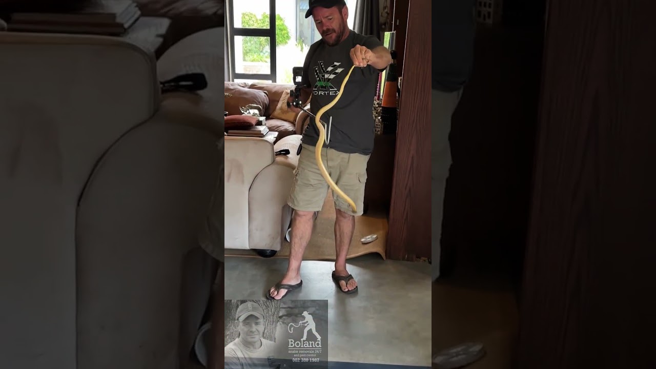 Cape Cobra in da house in Paarl #snake #fyp #dieslangou 