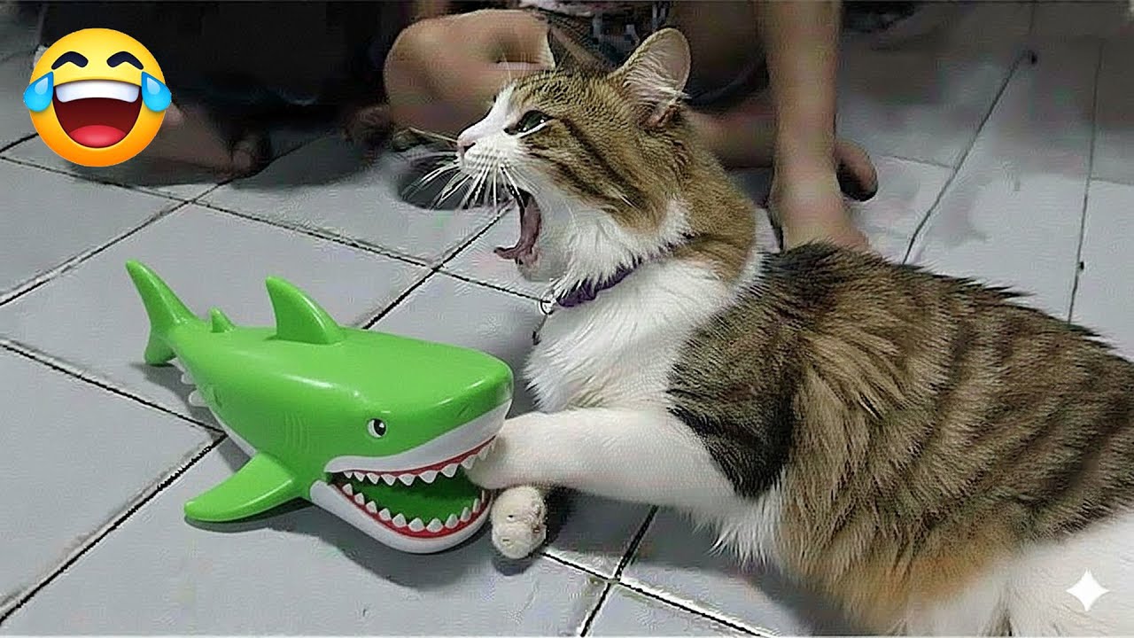 Funniest Cats and Dogs Clips 2026🐱❤️Try Not To Laugh❤️