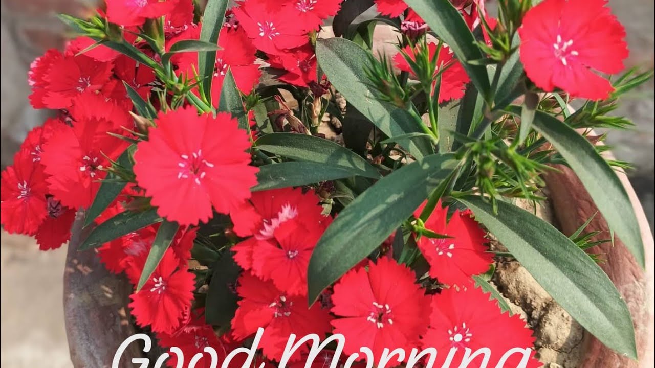 # কবিতা /১) স্বরচিত  
