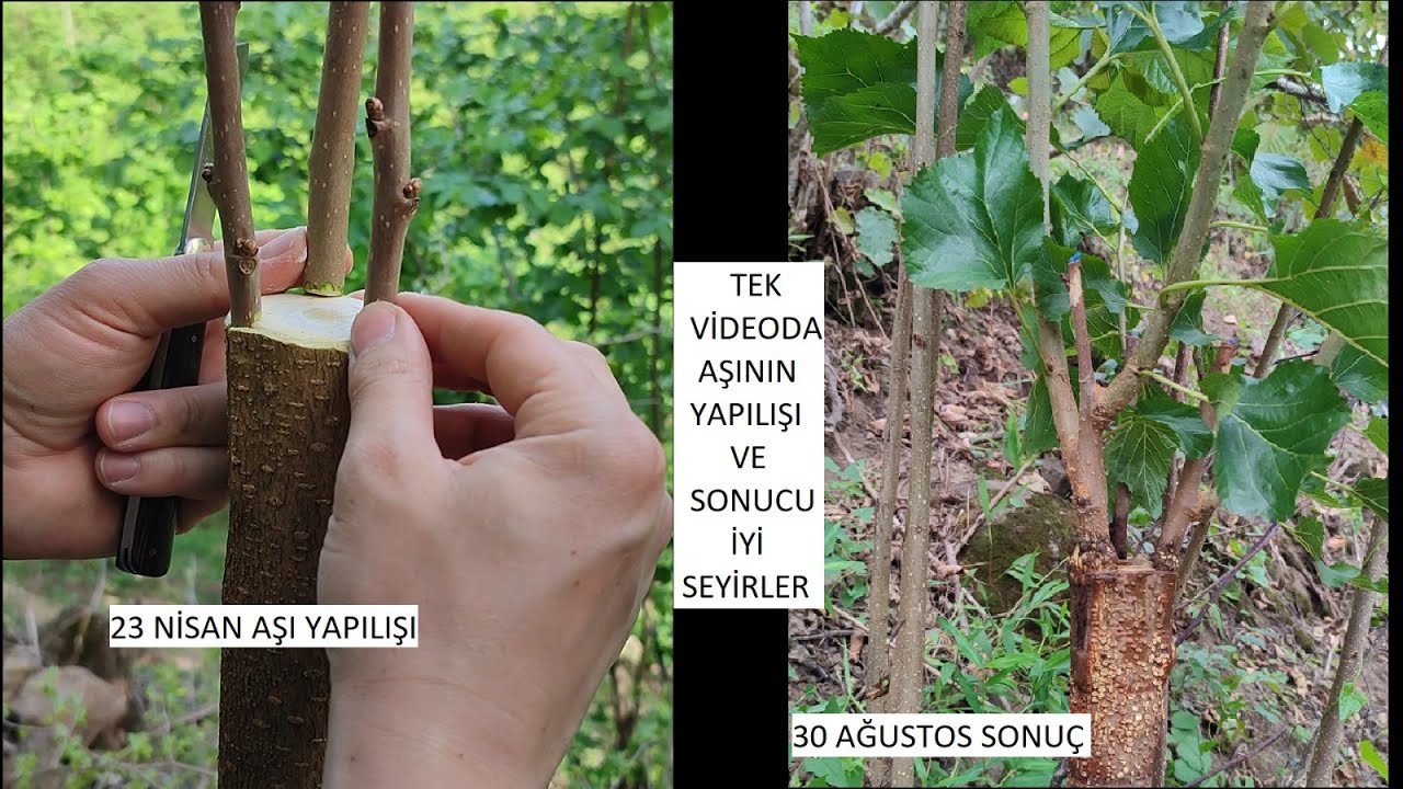 DUT AŞISINDA %100 BAŞARI ! DETAYLI ANLATIM TEK VİDEODA
