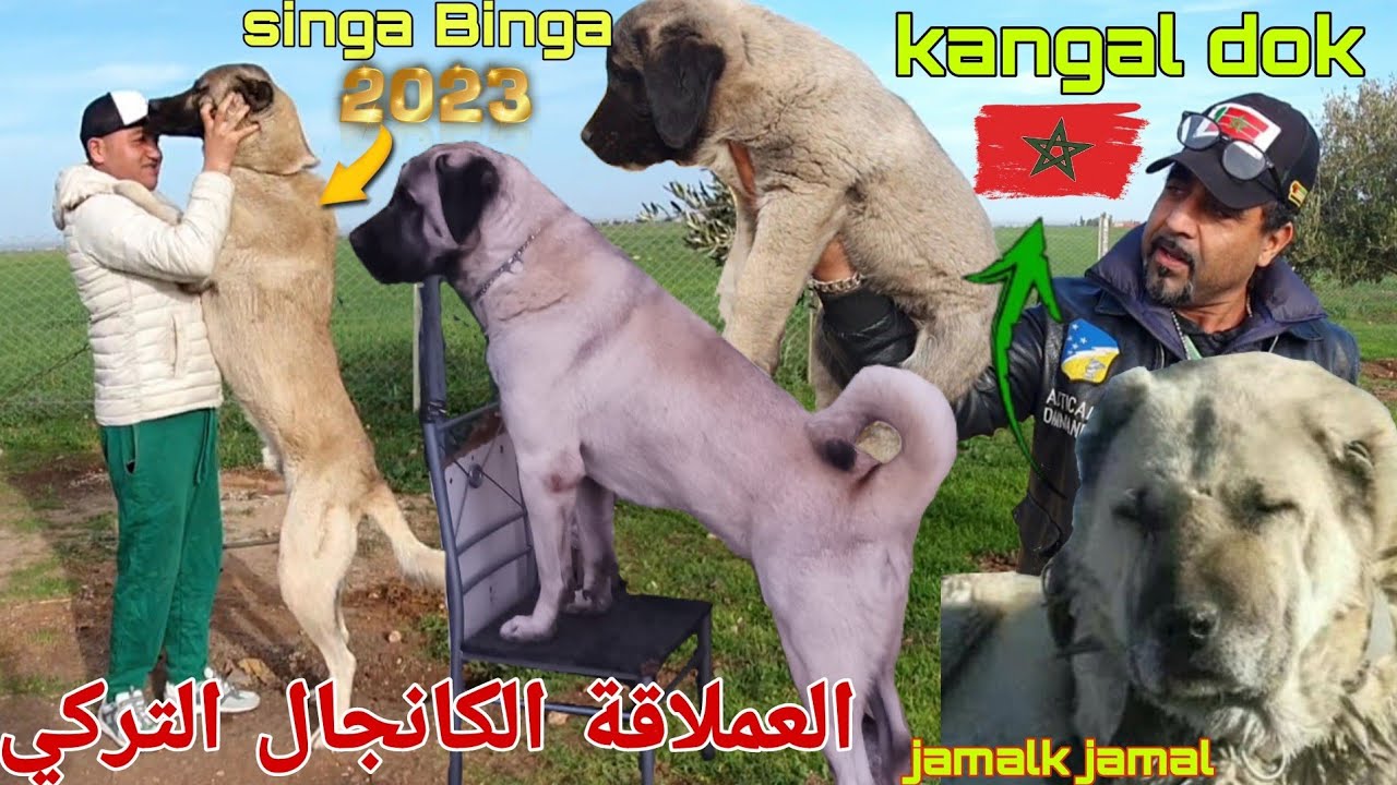 زيارة مفاجأة مزرعة العملاقة💣💥(kangal  dok turkish) 🇹🇷 عند المولوع اناس الكانجال التركي وجمالك جمال 🙏