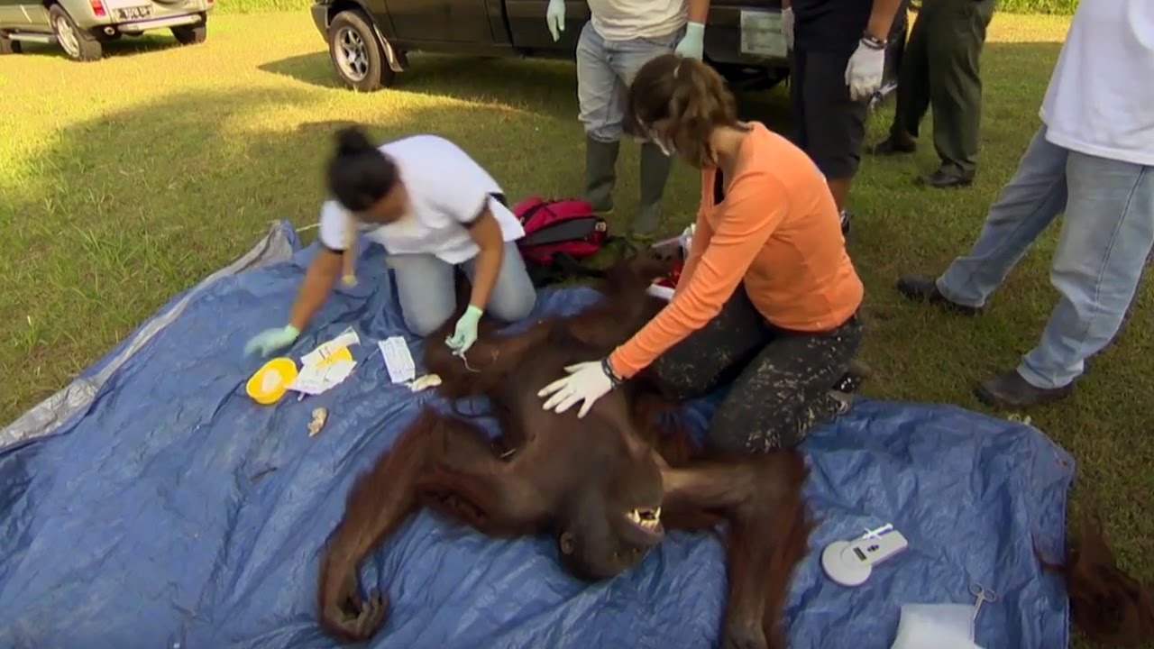 Caged Orangutan Rescued | Tigers About The House: What Happened Next | BBC Earth