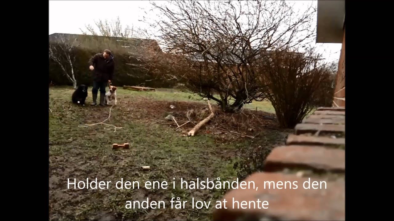 Apportering HundeTr&aelig;ning - S&aring;dan vandt jeg pokalen! Nem guide