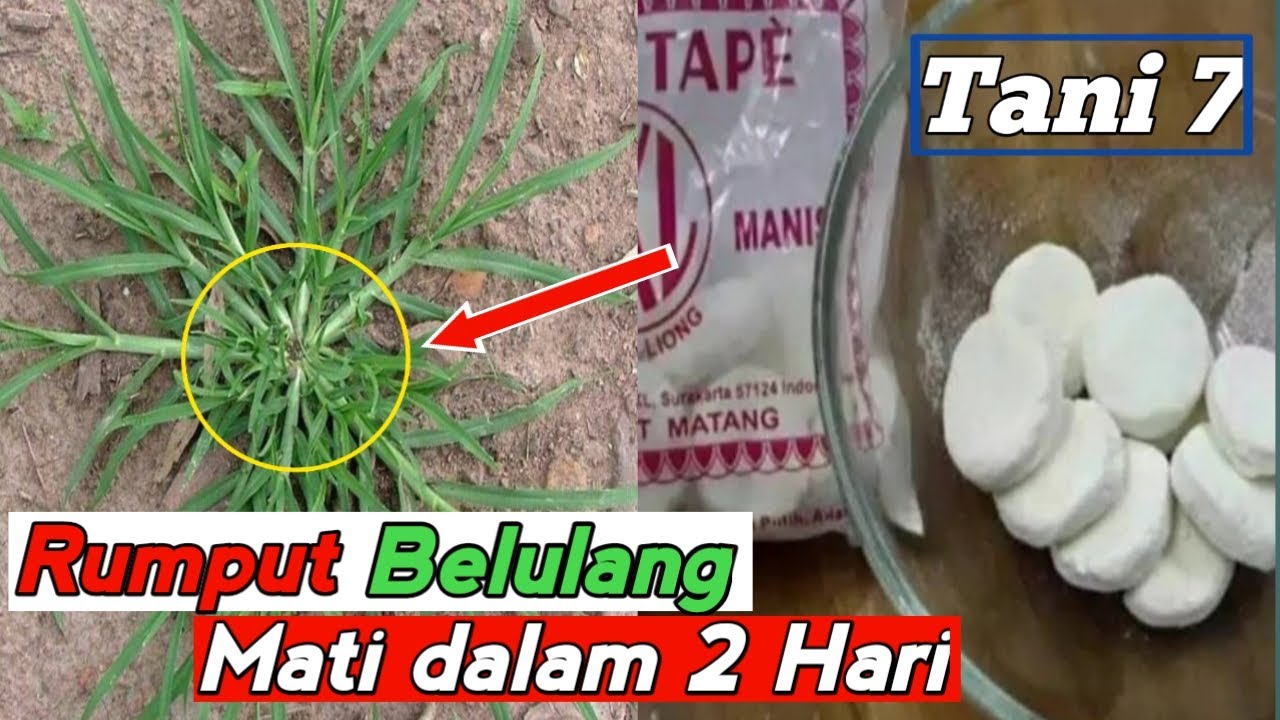 HANYA SEKALI SPRAY !  tumpas rumput liar sampai keakarnya, pembasmi rumput belulang | Tani 7