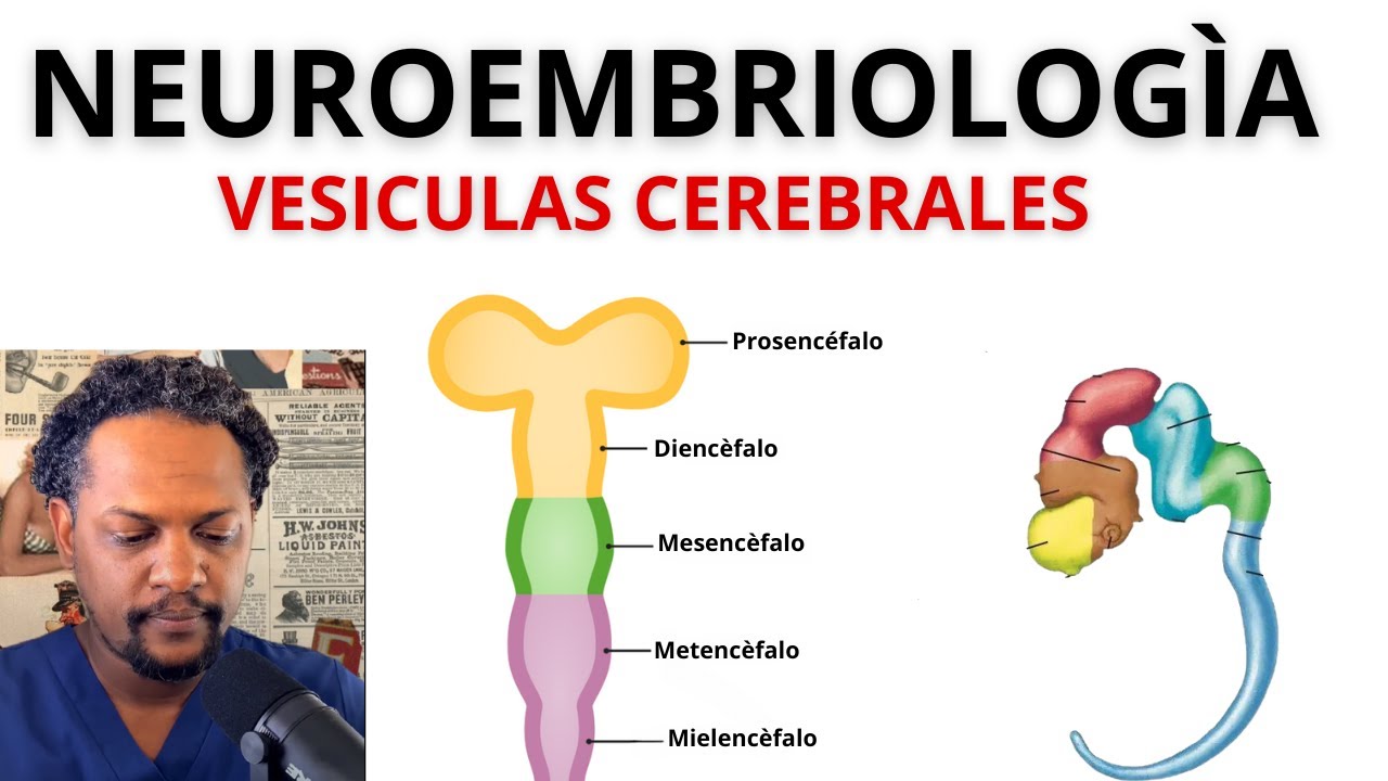 EP-3 VESICULAS CEREBRALES (NEUROEMBRIOLOG&Igrave;A) LO QUE TIENES QUE SABER DE LAS VES&Igrave;CULAS CEREBRALES