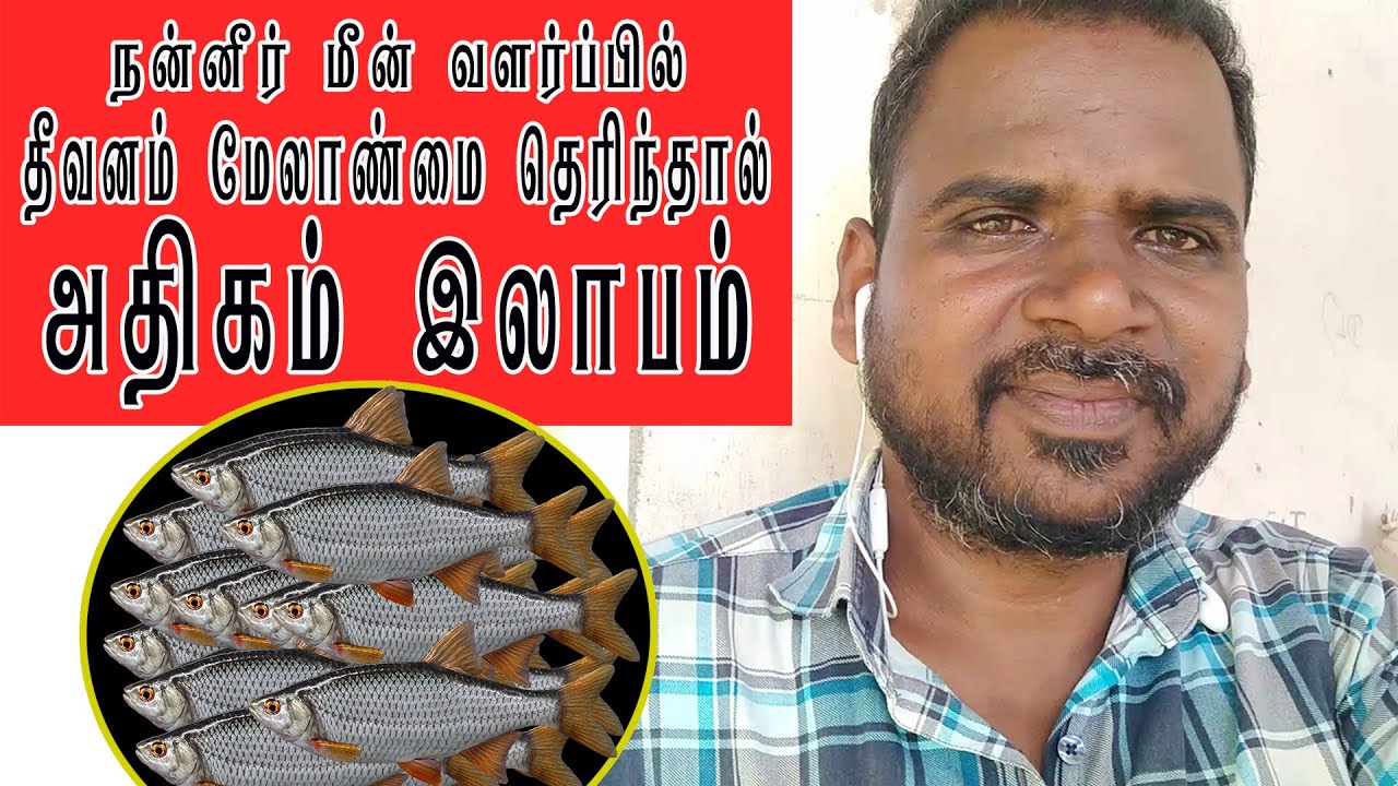 Fodder management fish aquaculture | நன்னீர் மீன் வளர்ப்பில் தீவனம் மேலாண்மை #Freshwaterfishulagam