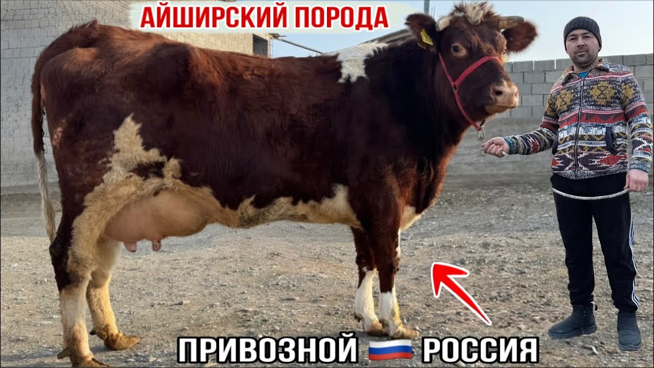 5-САР МОЛХОИ СЕРШИРТАРИН АЗ ФЕРМАИ ОХУН-БОБО 7 января 2026 г.