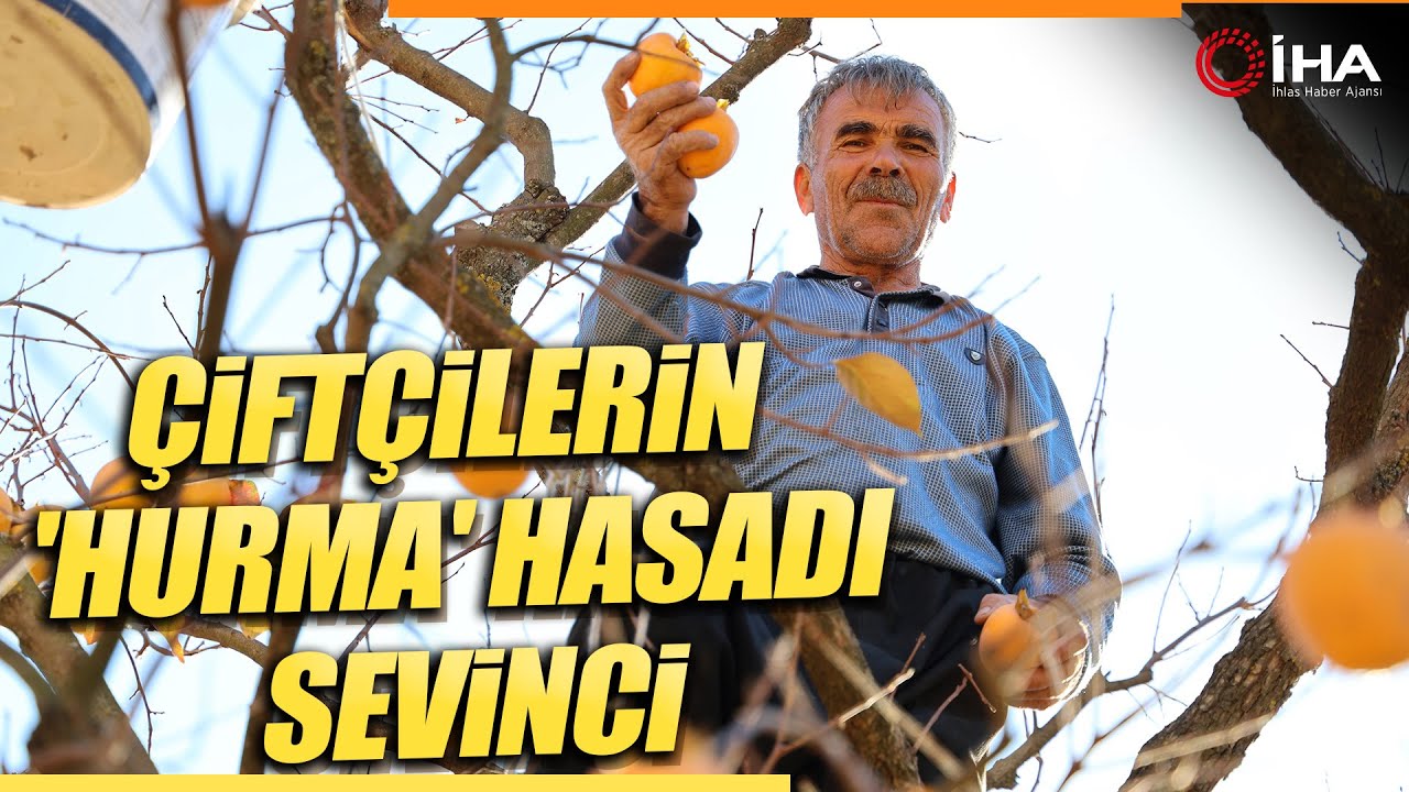 Depremin Merkez Üssünde Çiftçilerin 'Hurma' Hasadı Sevinci