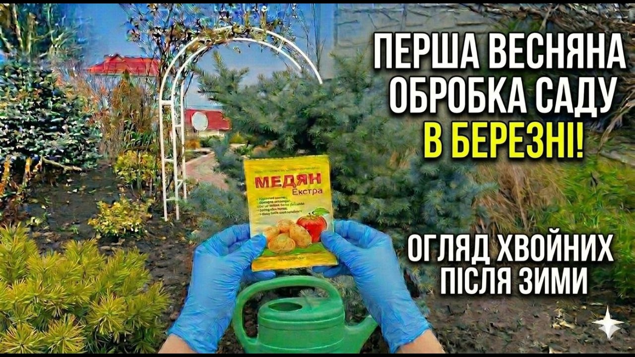 Перша весняна обробка саду: Чим і як оприскую? 🌿 Огляд хвойних після зими