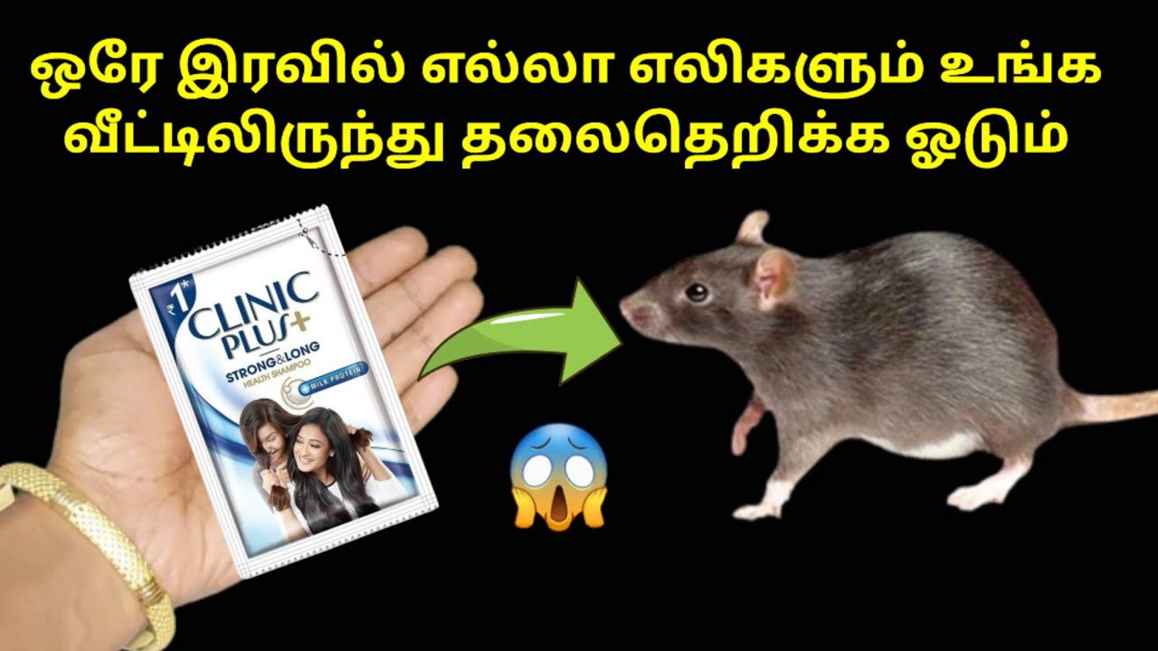 எலி தொல்லையா? இனி வீட்டு பக்கம் வராது | get rid of rats| eli thollai | kitchen tips in tamil #tips