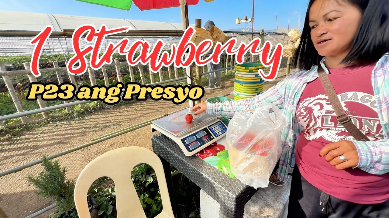 Strawberry Picking in Baguio | A Full Experience