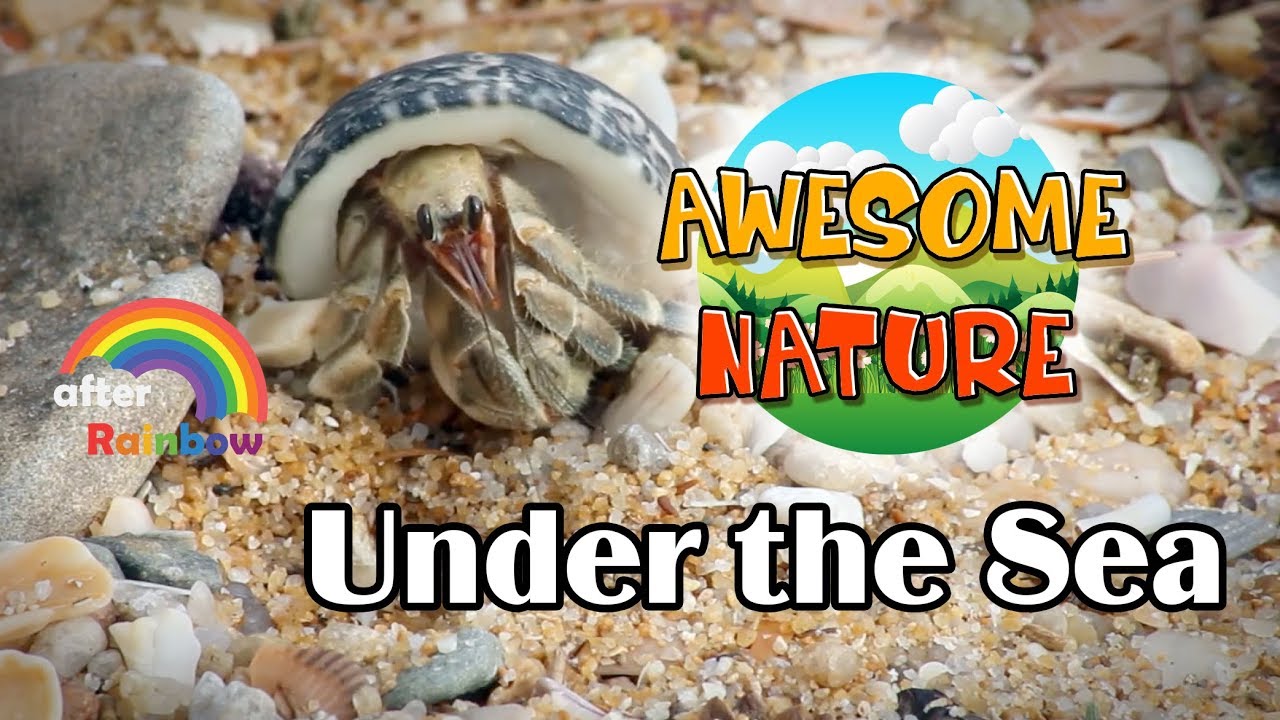 Nature TV | Under the Sea Animals | Learning Nature for Babies and Kids