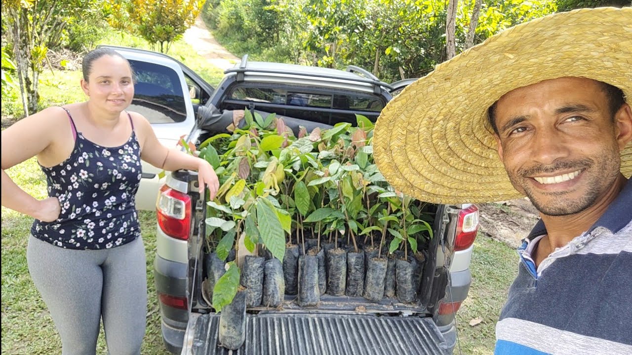 Plantando uma Roça de Cacau do zero (vejo os custos) #sustentabilidade #diamond @TILAPIAMinhaVida