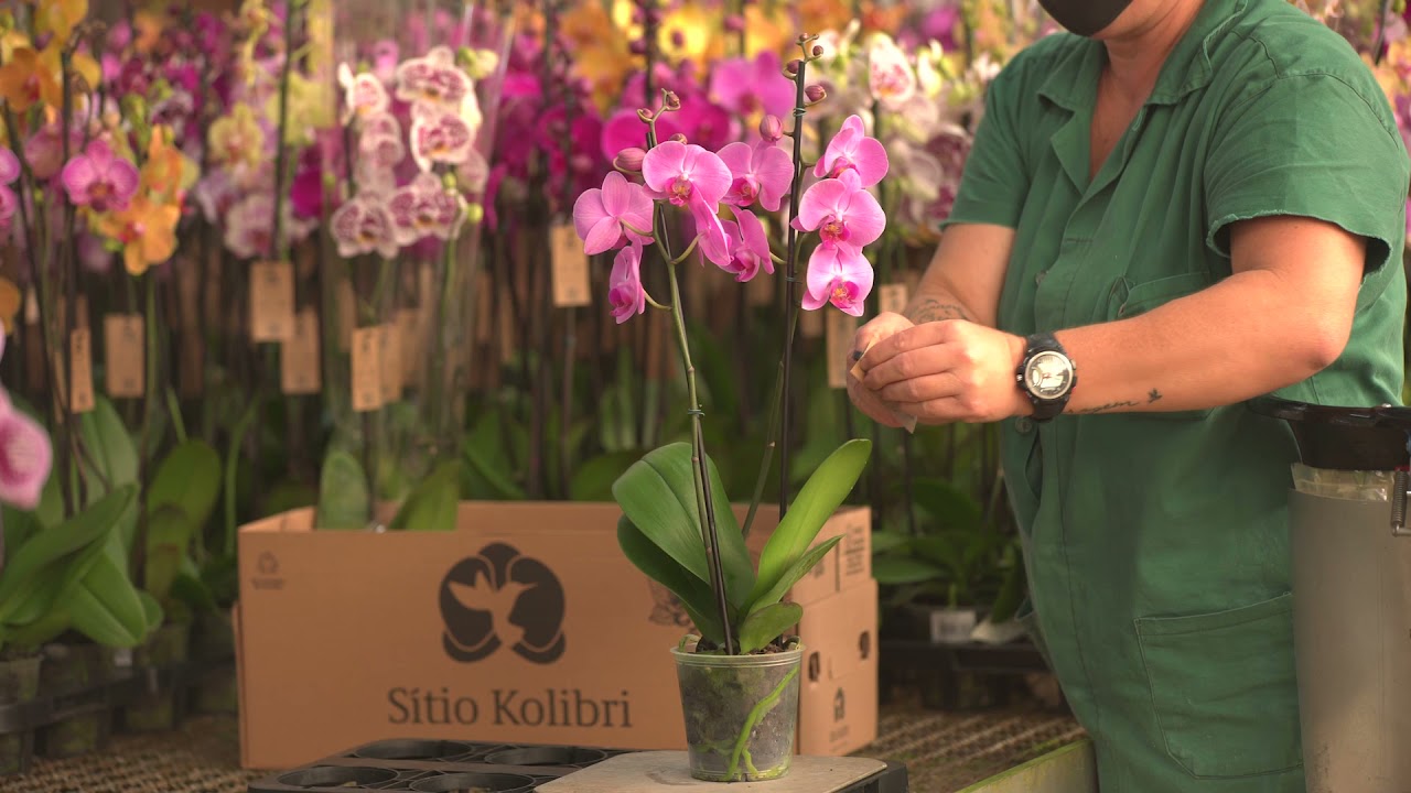 Estágios de Produção da Orquídea - Sítio Kolibri