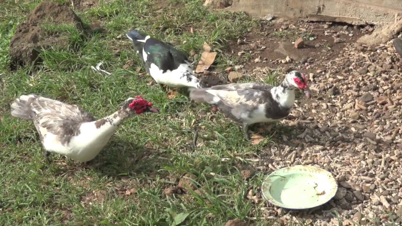 The Internet of Experiences: Taveuni Farm