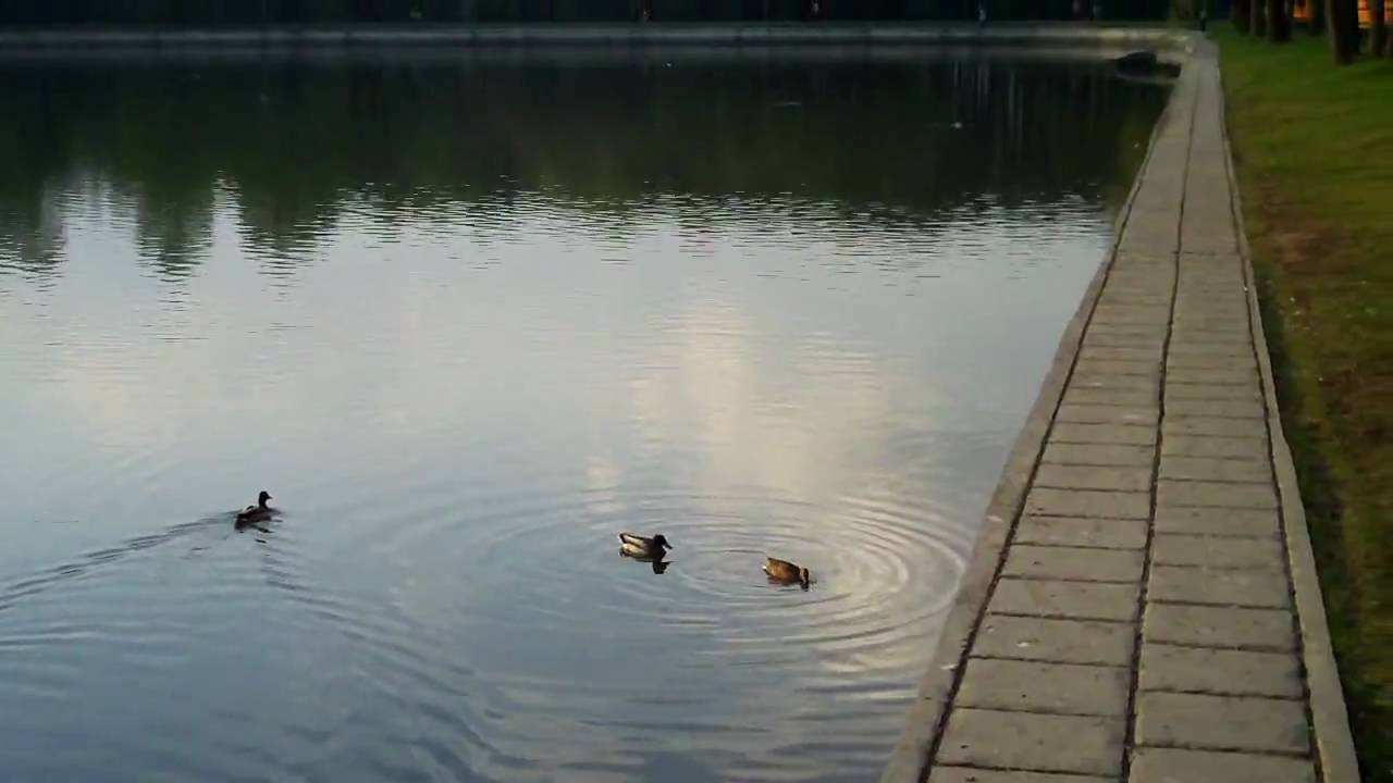 Kodak Zi6 sample video - HD mode (60fps)