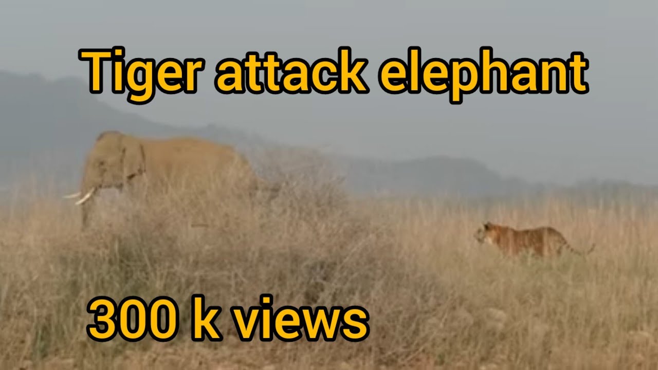 Tiger attacks Elephant par tiger ka hamala