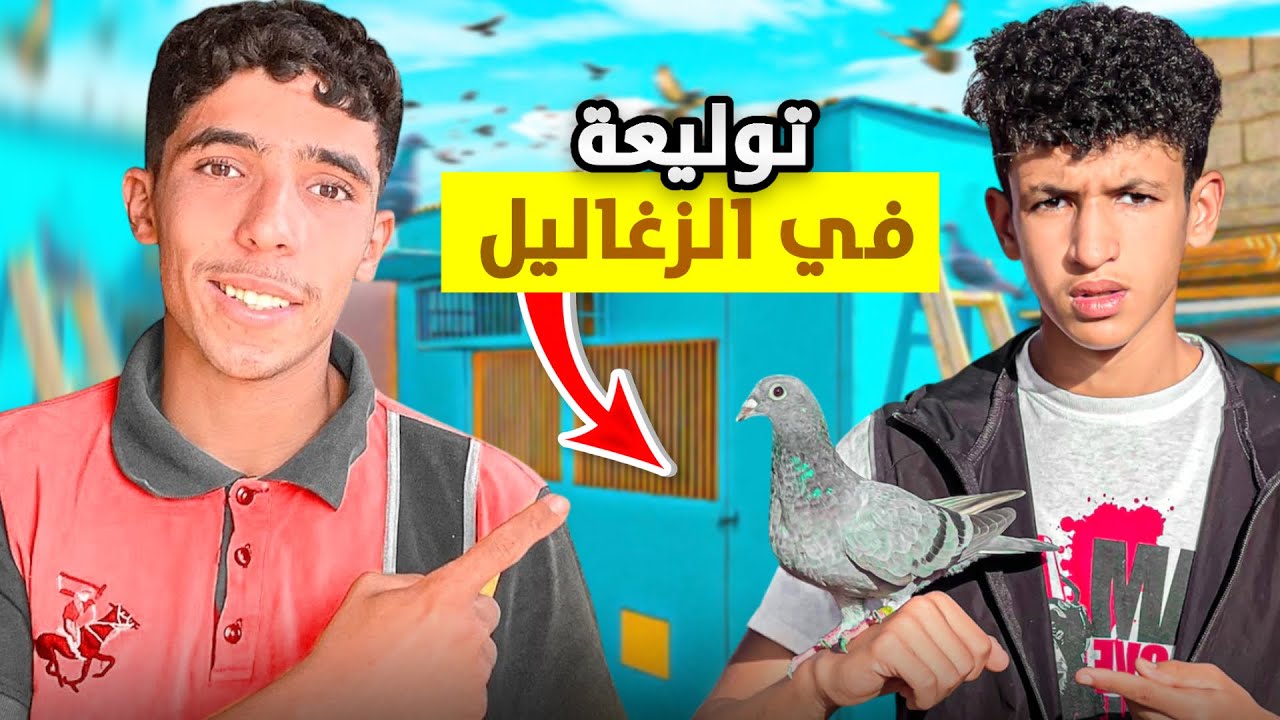 زيارت أناس: توليعة في الحمام الزاجل إنتاج الزغاليل🐣اللهم بارك😍