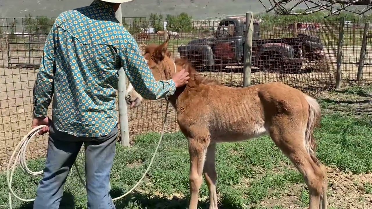 Северное сияние и Пайпер