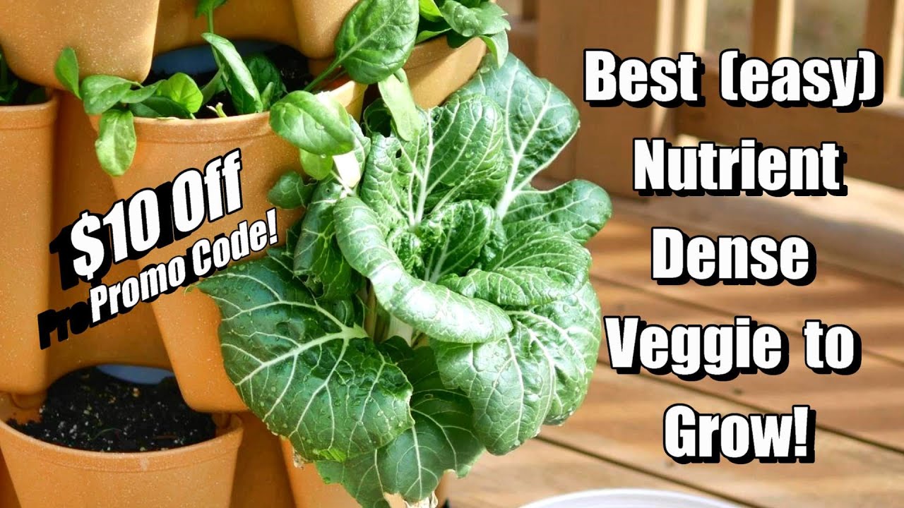 Grow 30 Nutrient Dense Plants in 2 Square Feet! How I Grow Bok Choy Pak Choi Vertically
