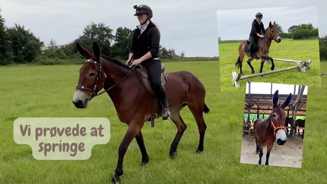 JEG RIDER PÅ MULDYR
