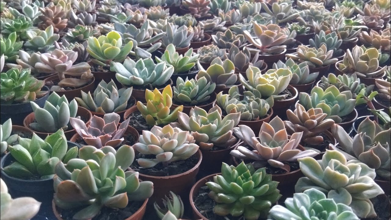 Cadeg-Muitos #cactos e #suculentas!#plantas #viralyoutubevideo #flores #jardim #jardin #amigos #sol