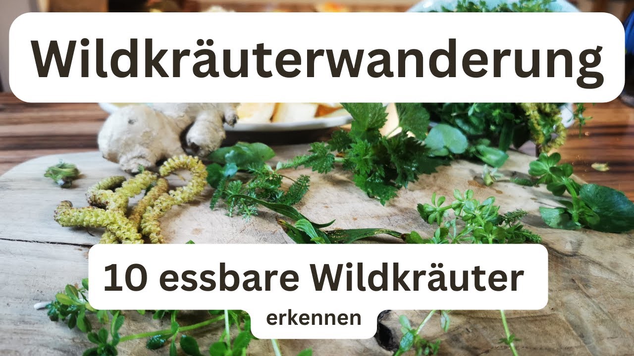 10 Essbare Wildpflanzen / Heilpflanzen erkennen und bestimmen. Wildkr&auml;uterwanderung 2.0