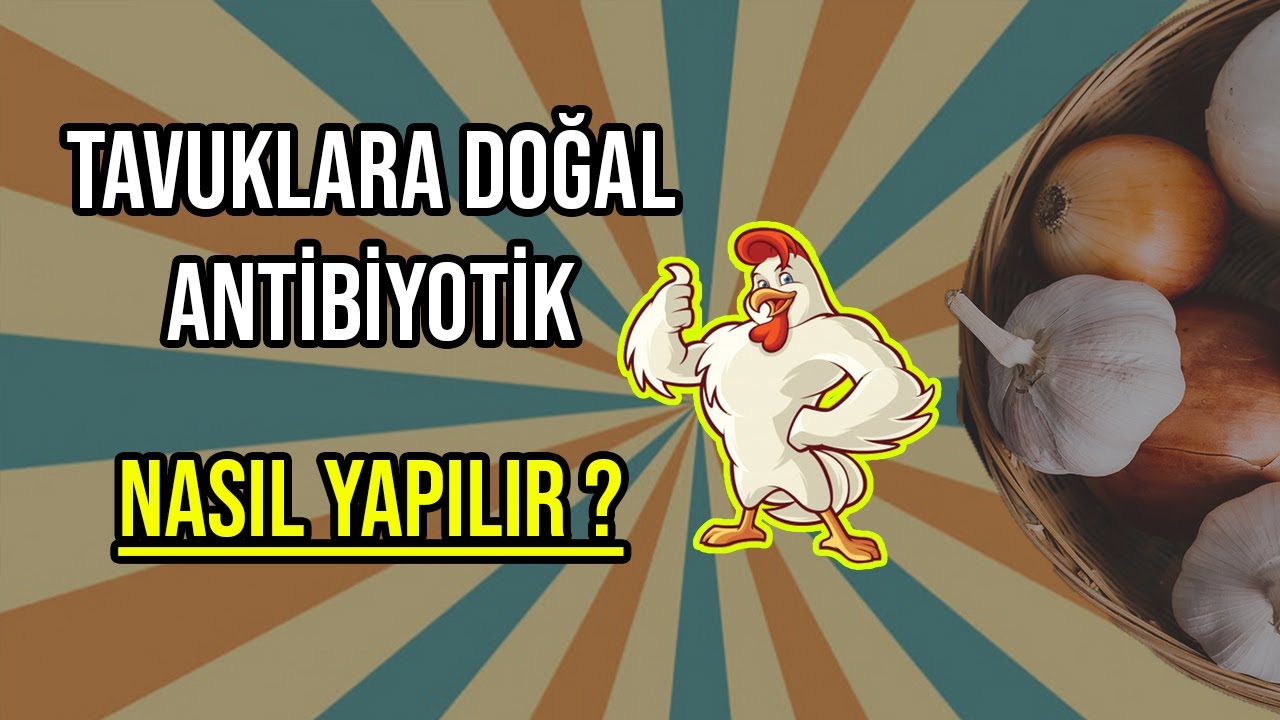 TAVUKLARA DOĞAL ANTİBİYOTİK NASIL YAPILIR?