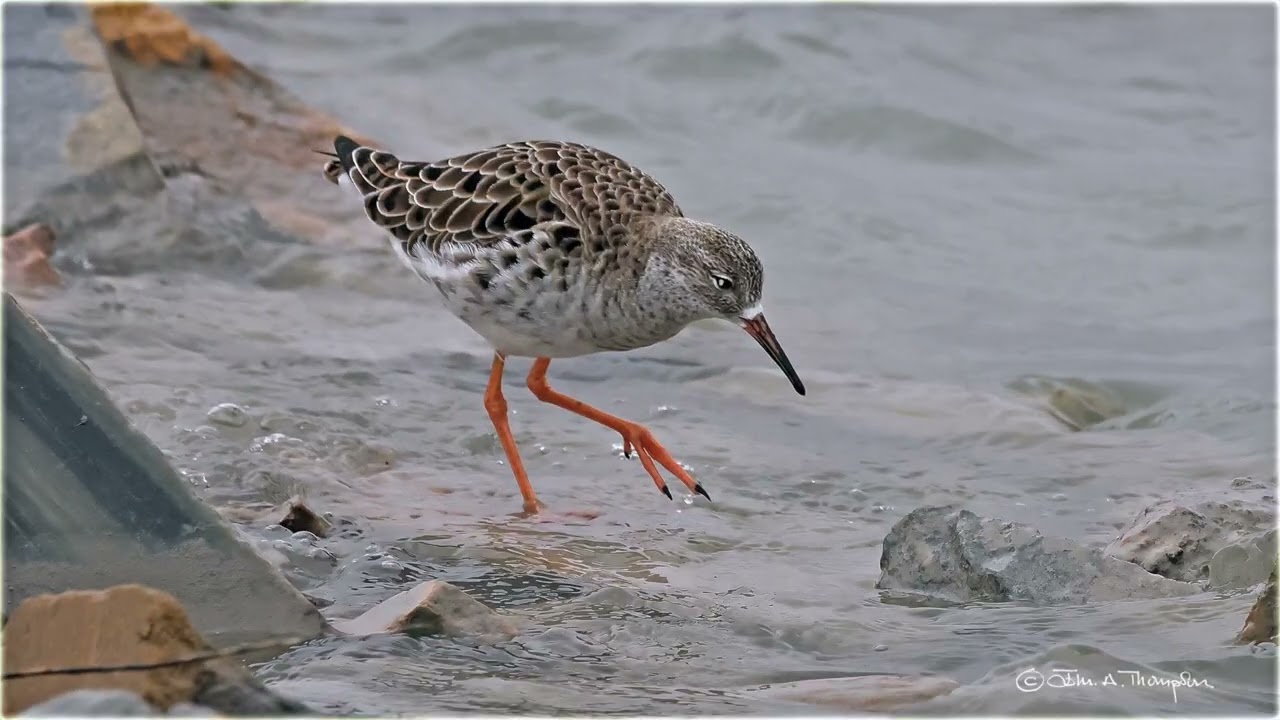 Ruff and the seasonal plumage changes