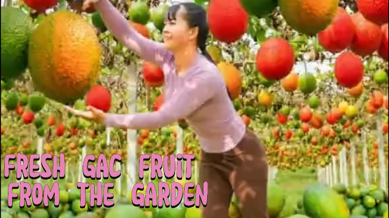 Harvesting Gac Fruit and Selling at the Local Market | Simple Life Vibes