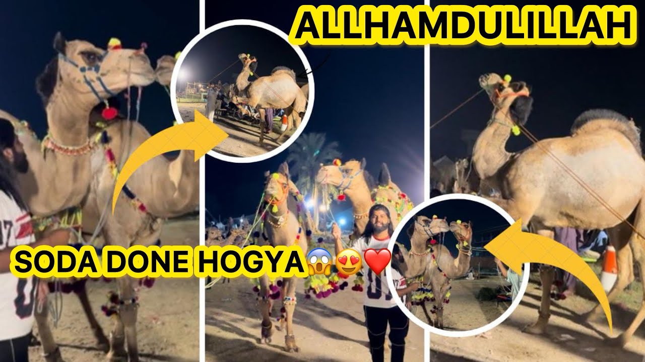 Allhamdulillah camel le lia❤️😍soda done ❤️Qurbani 2025❤️