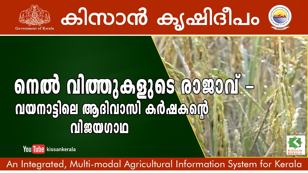 Presearvation of traditional varieties of rice by a tribal farmer in Wayanad
