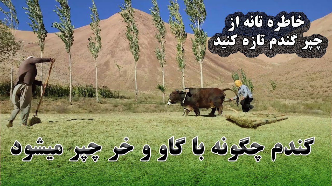 جریان قلبه زمین و چپر گندم چگونه است با گاو و خر 🐂🐂🐂😋