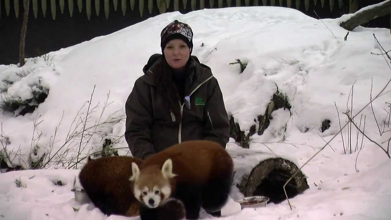 Kolm&aring;rden Play: R&ouml;d panda