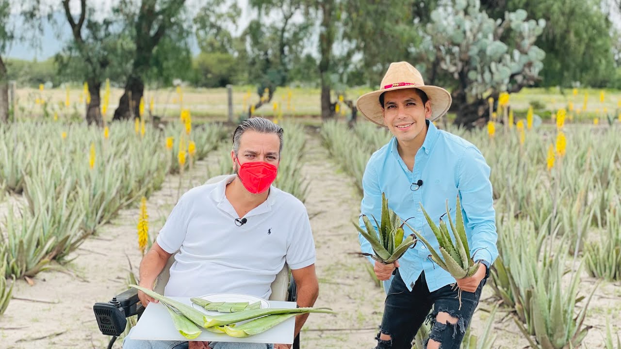 Aloe Vera cultivo noble y  alternativo | Hijuelos y derivados de la Sábila | Aloe de Barbados