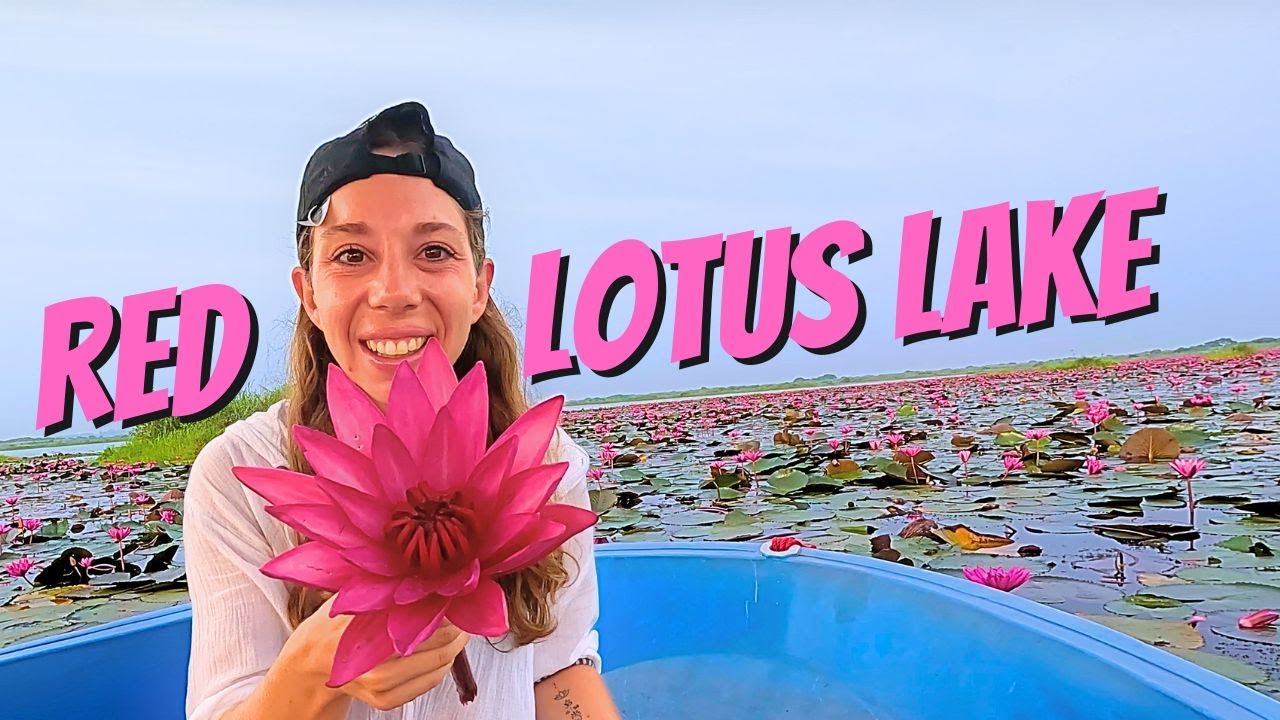 A SEA OF FLOWERS in UDON THANI, ISAN | Red Lotus Lake 🇹🇭🌸