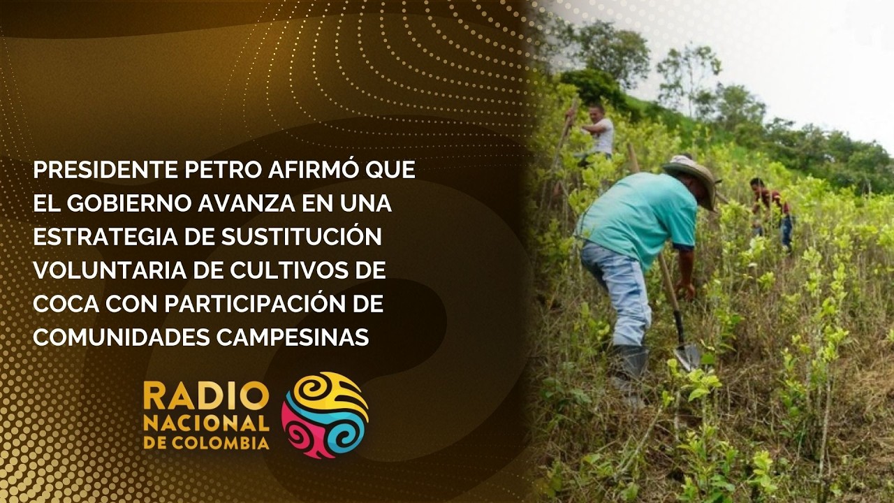 Pdte. Petro afirmó que el gobierno avanza en una estrategia de sustitución cultivos de coca