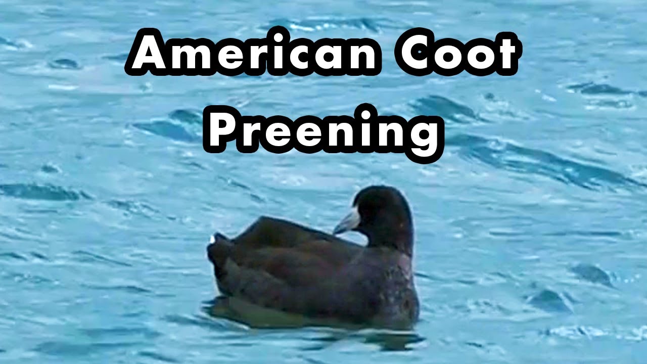 American Coot Swimming Back and Forth Preening Its Feathers