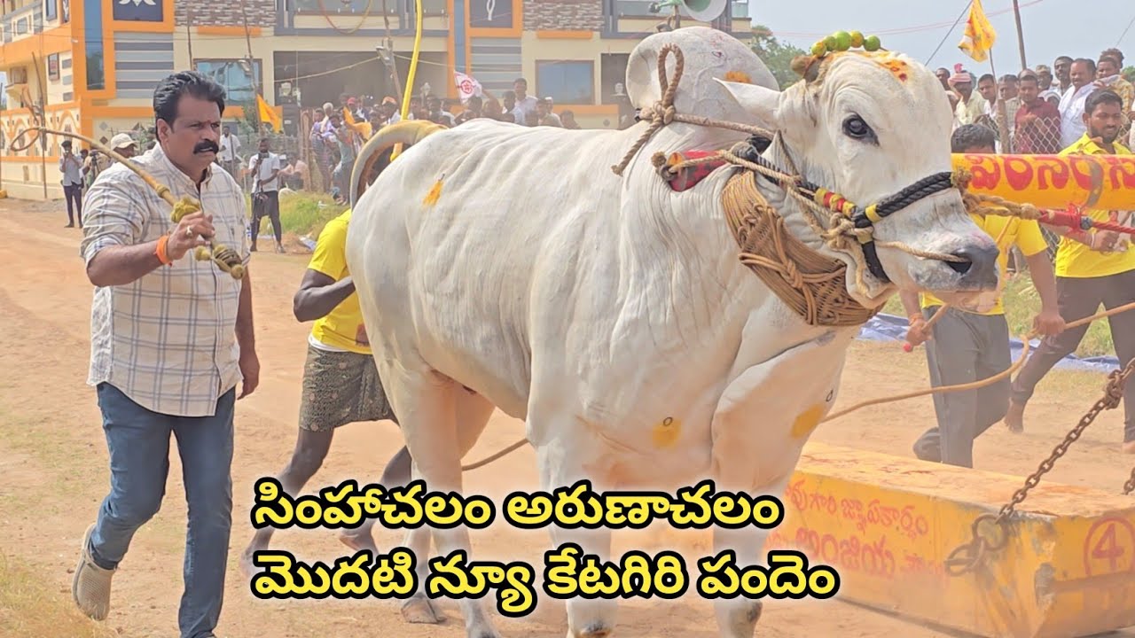 Rk Bulls simhachalam Arunachalam Bulls || 2025 Pratipadu New category Bull race 