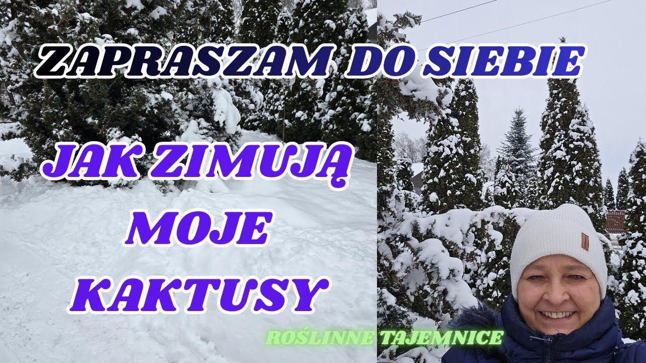 JAK ZIMUJĄ MOJE KAKTUSY? CZY SĄ STRATY?