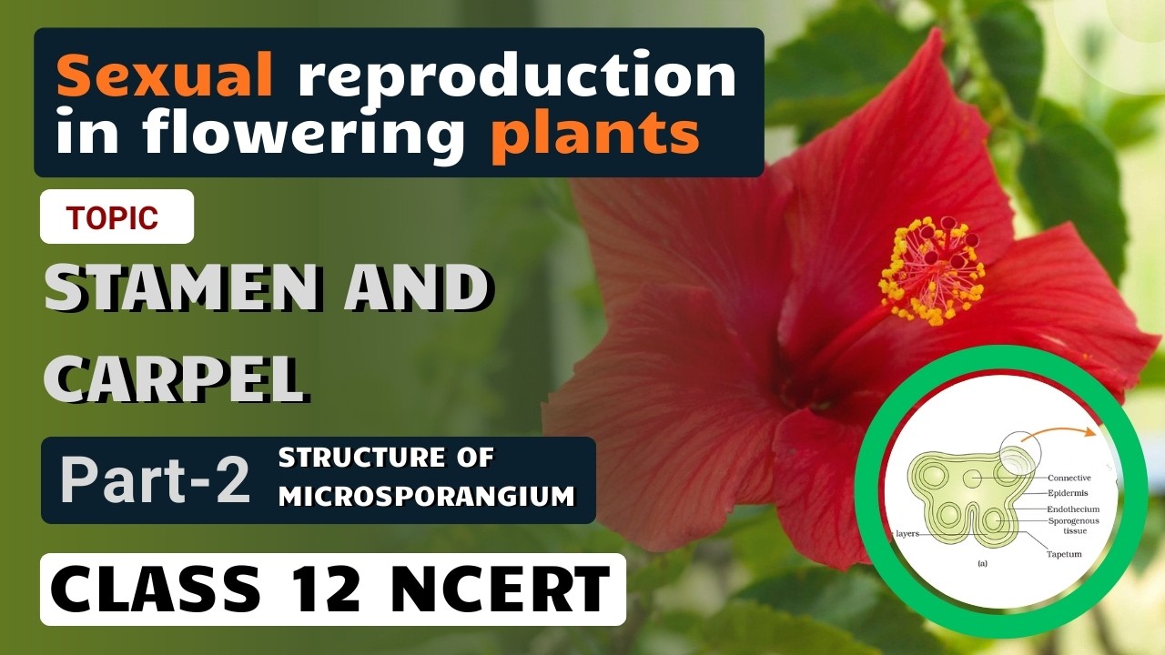 Sexual reproduction in flowering plants | Stamen | Part 2 |  Microsporangium | NCERT Line By Line