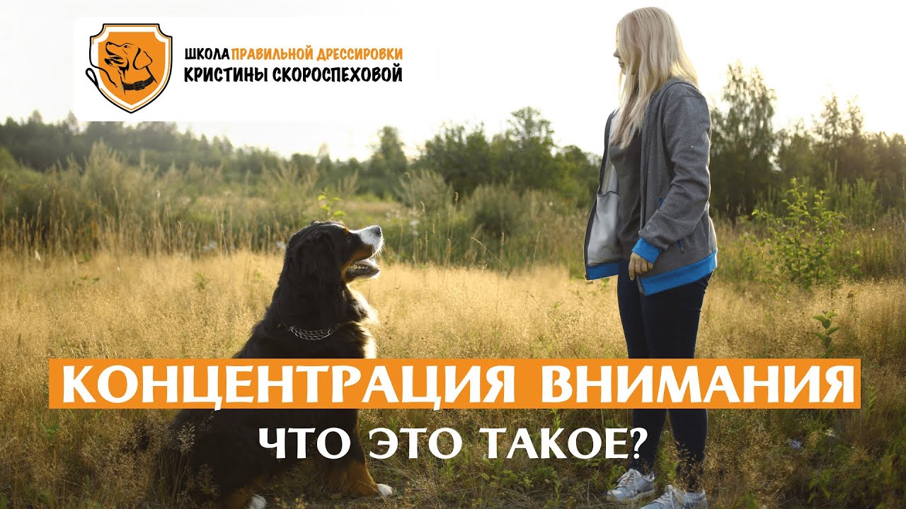 Учим собаку фокусу внимания на хозяина