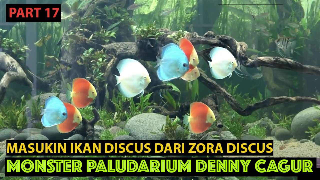 MONSTER PALUDARIUM DENNY CAGUR PART 17: MASUK IKAN DISCUS GUYS...