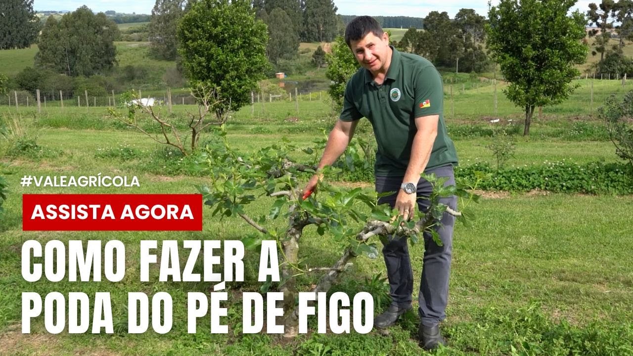 Aprenda a fazer a poda da FIGUEIRA - para ter figos grandes e saudáveis!