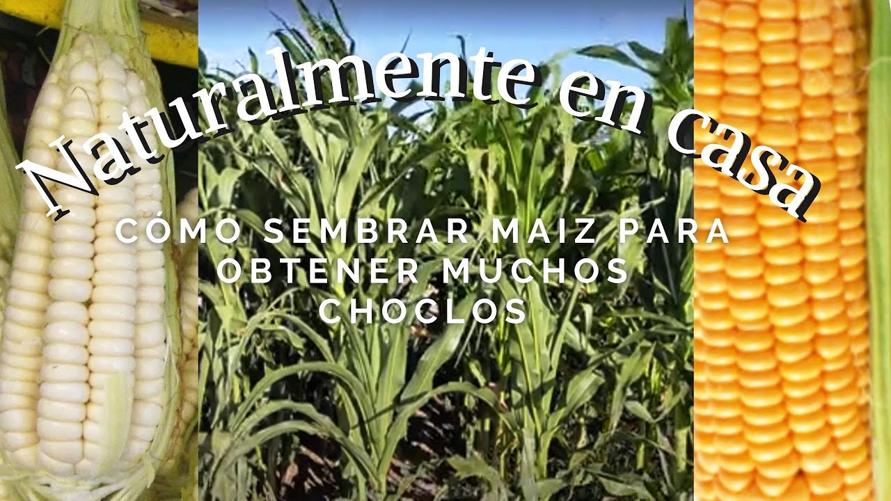 Huerta Cómo sembrar maiz para obtener muchos choclos