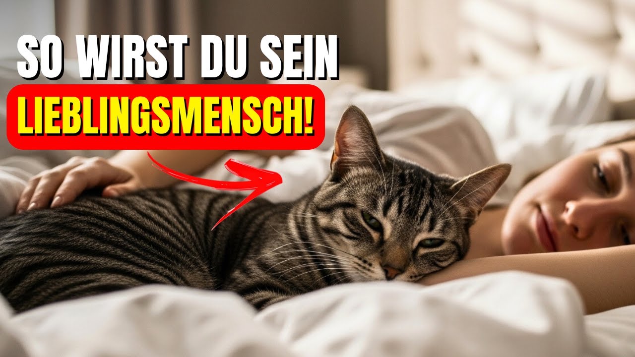 9 Dinge, die dich zum Lieblingsmenschen deiner Katze machen