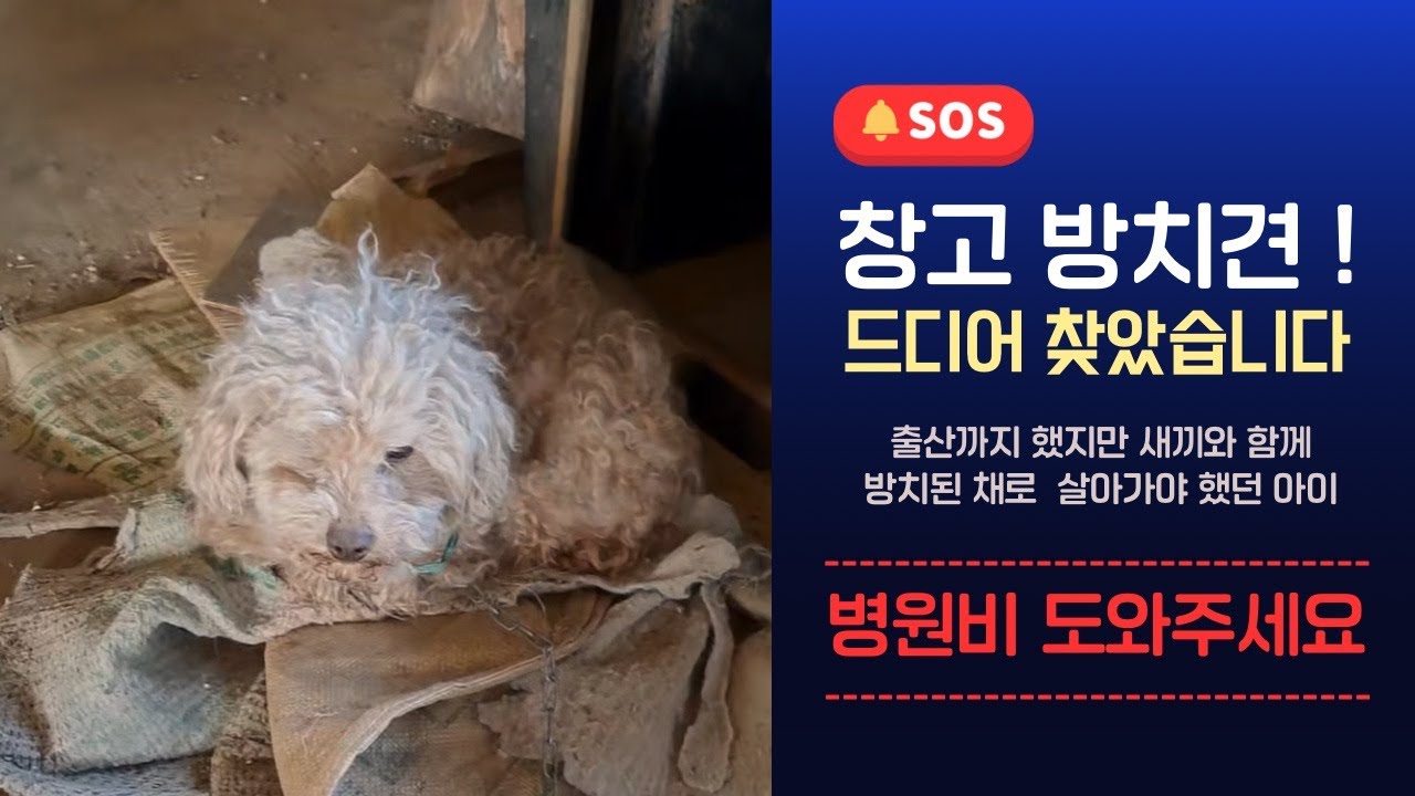 찾았습니다.방치속에 살아가는  아이ㅜㅜ
