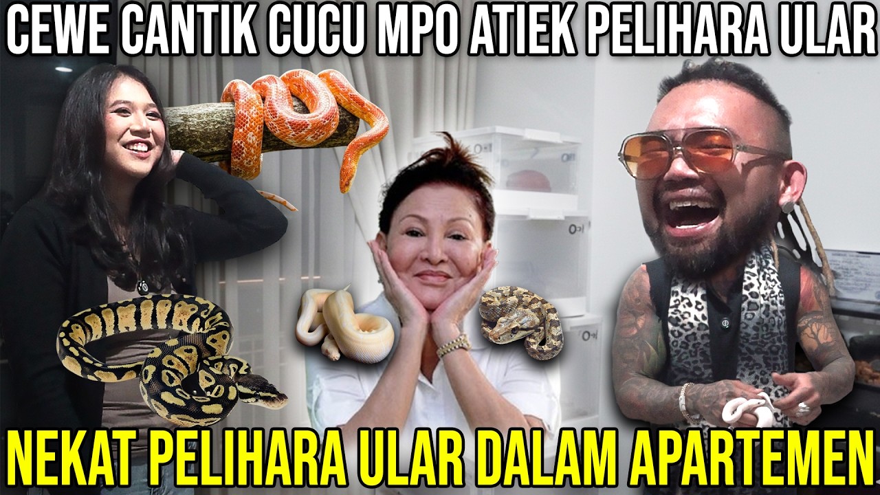 CEWE CANTIK CUCU MPO ATIEK PELIHARA ULAR, NEKAT PELIHARA ULAR DALAM APARTEMEN #KINGOFTHEJUNGLE